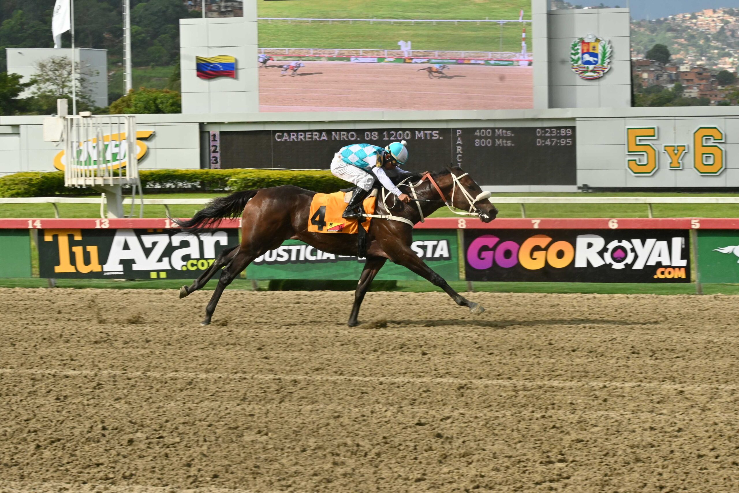 Klimanjaro, horse, Roger Rocket, Clásico Victoreado, domingo, 20 de septiembre de 2026, La Rinconada. Foto: José Antonio Aray