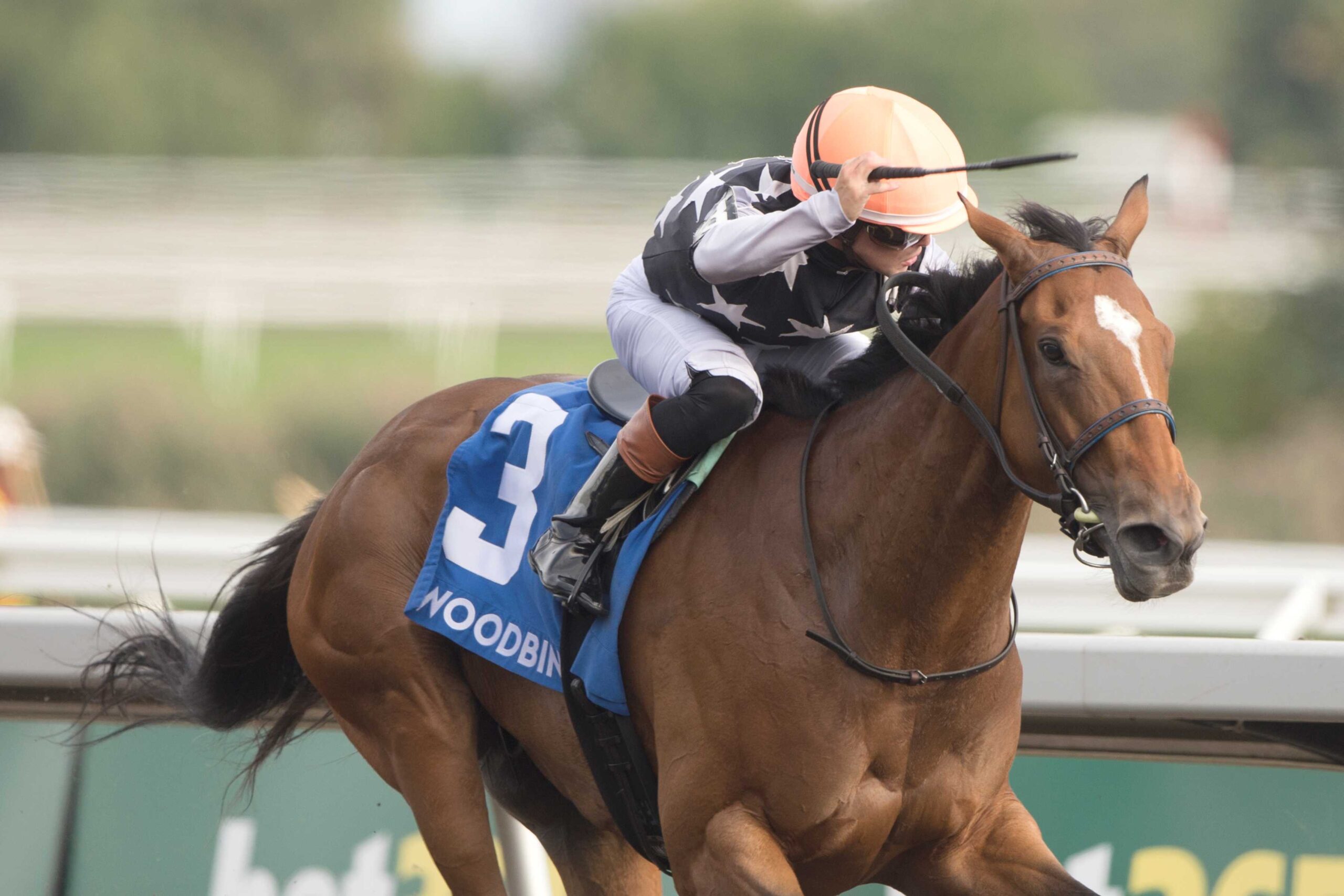 Lupa, horses, Rabbah Blockstock Limited, Matron Stakes, sábado, 12 de septiembre de 2026, Woodbine. Michael Burns Photography & Woodbine