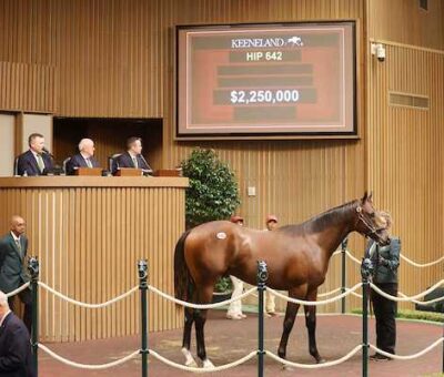 Potro, 642, Nyquist en Hot Cha por Bernardini, sesión 3, Keeneland Sales, miércoles, 16 de septiembre de 2026, Keeneland. Foto: Keeneland