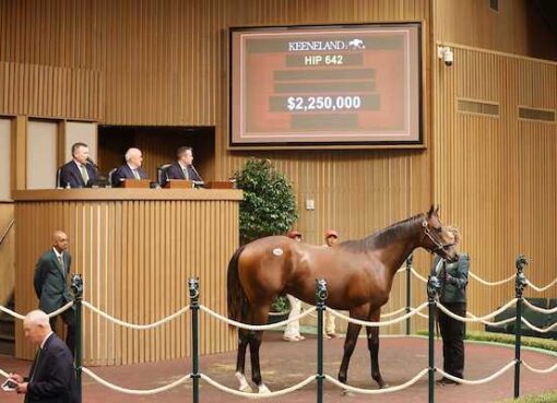 Potro, 642, Nyquist en Hot Cha por Bernardini, sesión 3, Keeneland Sales, miércoles, 16 de septiembre de 2026, Keeneland. Foto: Keeneland
