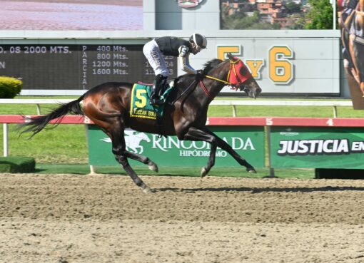 Tuscan Gold, horse, Stonestreet Thoroughbred Holdings, Clásico Propietarios de La Rinconada, domingo, 6 de septiembre de 2026, La Rinconada. Foto: José Antonio Aray