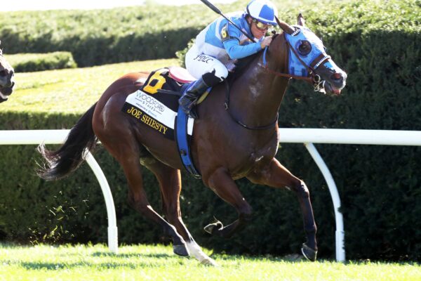 Joe Shiesty, horse, Air Force Blue, Fanduel Woodford Stakes, sábado, 3 de octubre de 2026, Keeneland. Foto: @coadymediaUSA