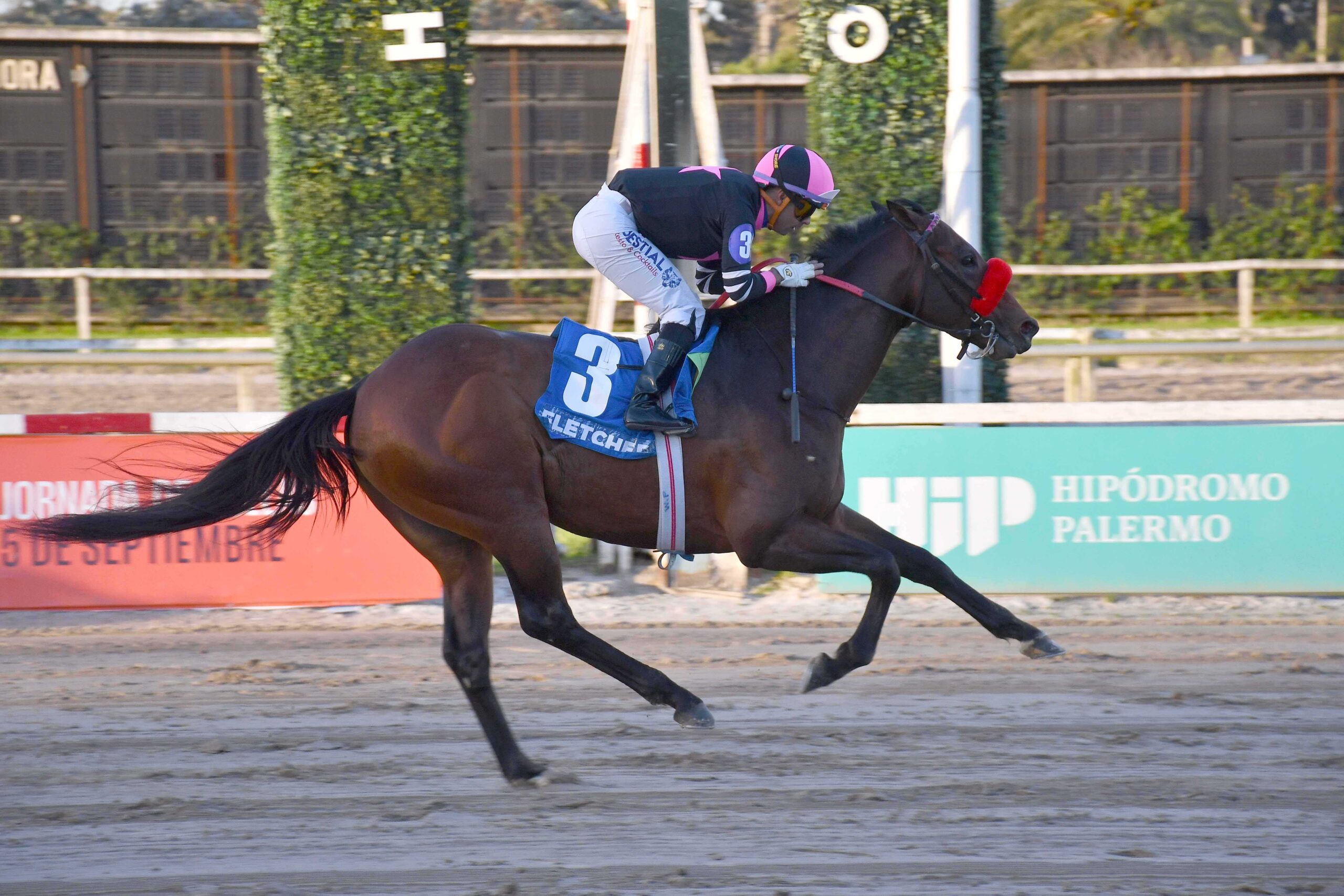 Fletcher, horse, Haras La Pasión, Gran Premio Polla de Potrillos, sábado, 5 de septiembre de 2026, Hipódromo de Palermo. Foto: Prensa Palermo