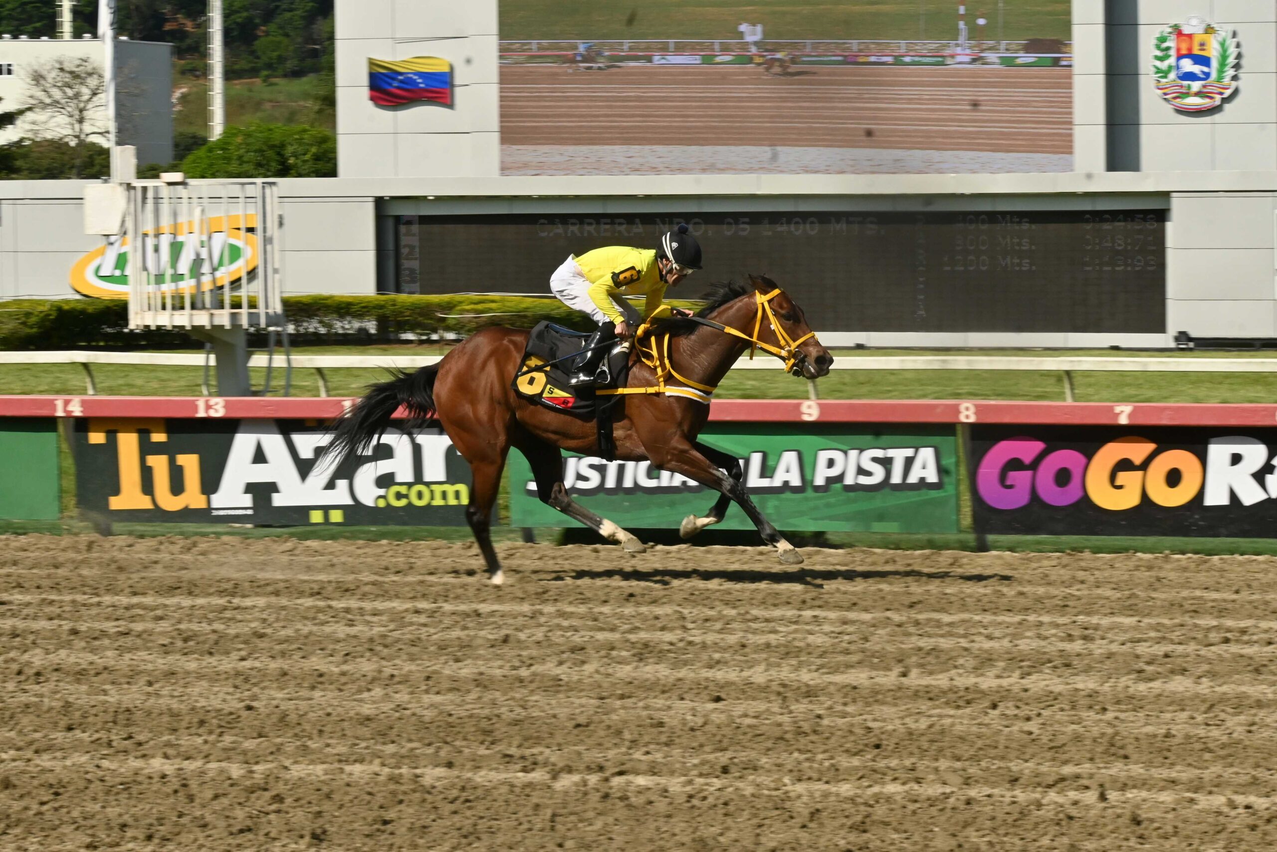 My Amazing Mate, horse, Modernist, Clásico Edgar Ganteaume, domingo, 18 de octubre de 2026, La Rinconada. Foto: José Antonio Aray