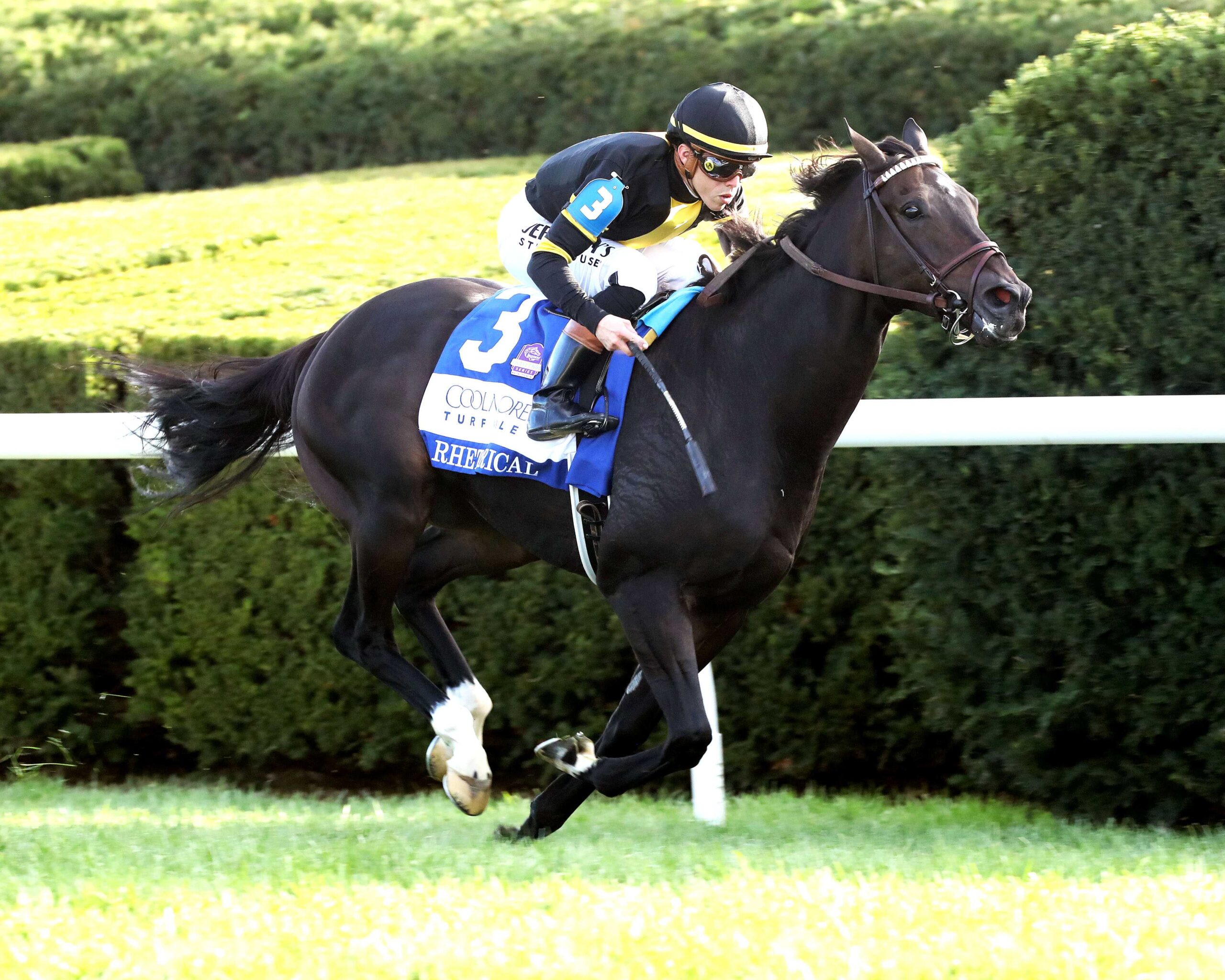 Rhetorical, horse, Not This Time, Coolmore Turf Mile Stakes, sábado, 3 de octubre de 2026, Keeneland. Foto: @coadymediaUSA