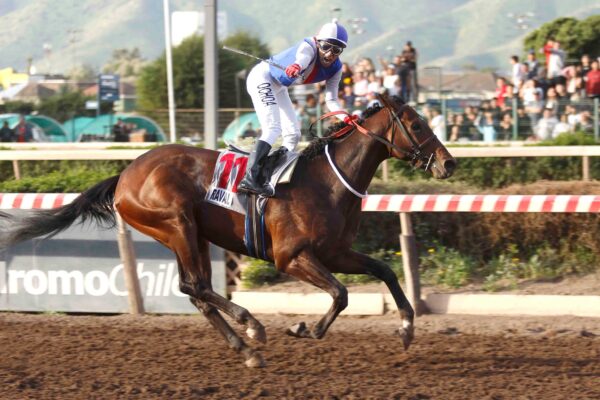Raval, horses, Tacitus, Clásico Gran Critérium Mauricio Serrano Palma, sábado, 3 de octubre de 2026, Hipódromo Chile. Foto: Jaime Cortés