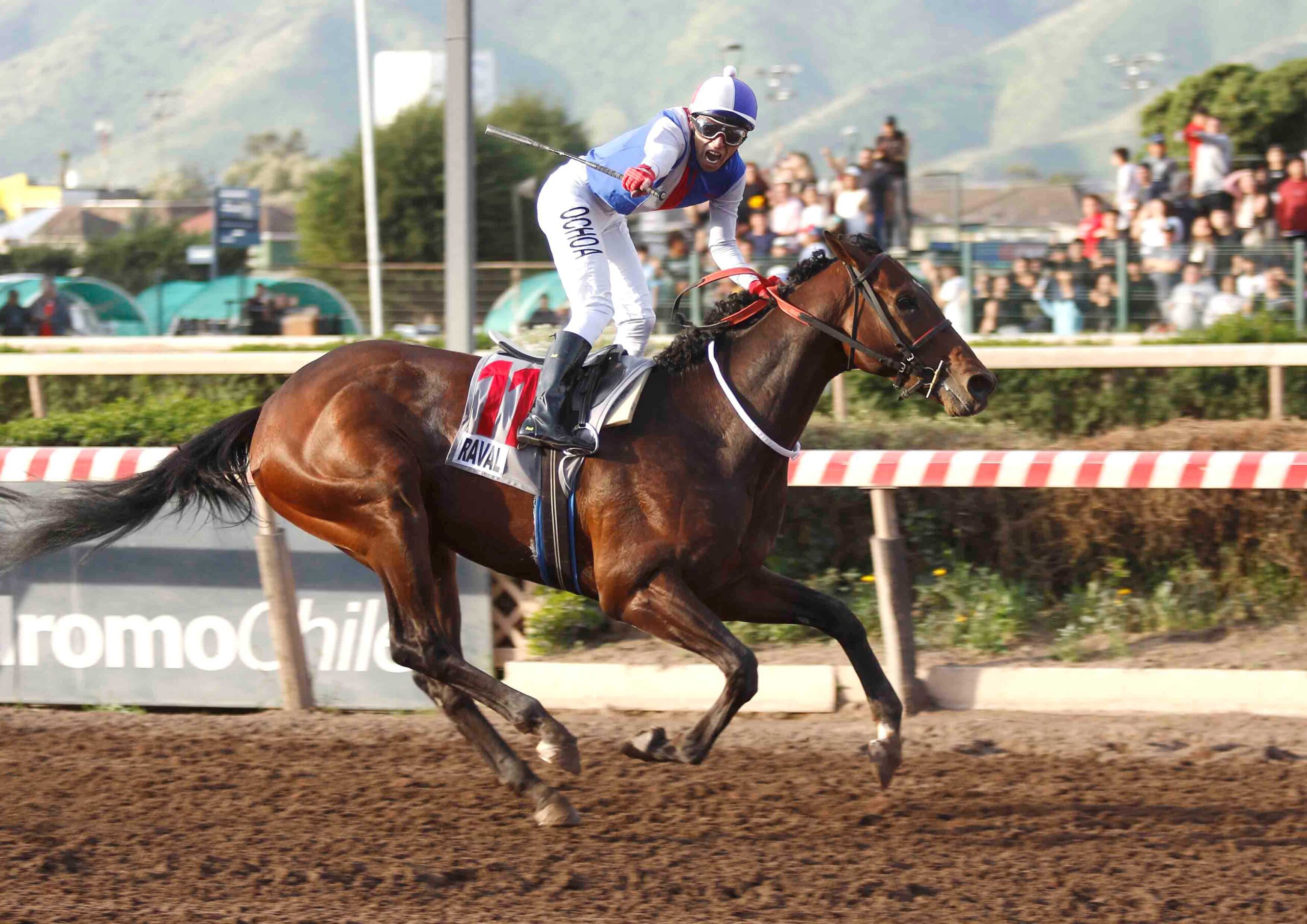 Raval, horses, Tacitus, Clásico Gran Critérium Mauricio Serrano Palma, sábado, 3 de octubre de 2026, Hipódromo Chile. Foto: Jaime Cortés