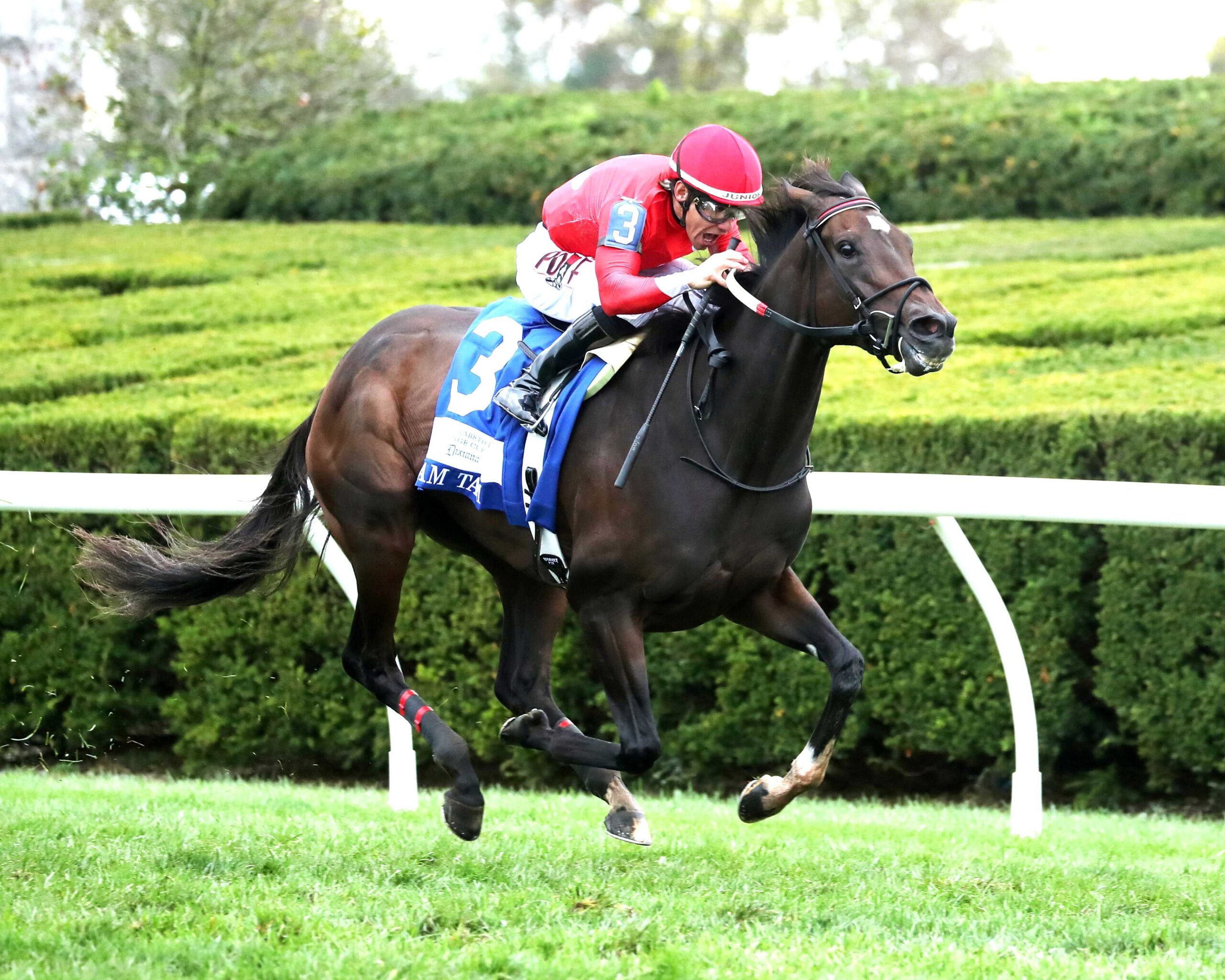 Tam Tam, Horses, Stronestreet Thoroughbred Holdings, Dixiana Queen Elizabeth II Challenge Cup Stakes, sábado, 10 de octubre de 2026, Keeneland. Foto: @coadymediaUSA
