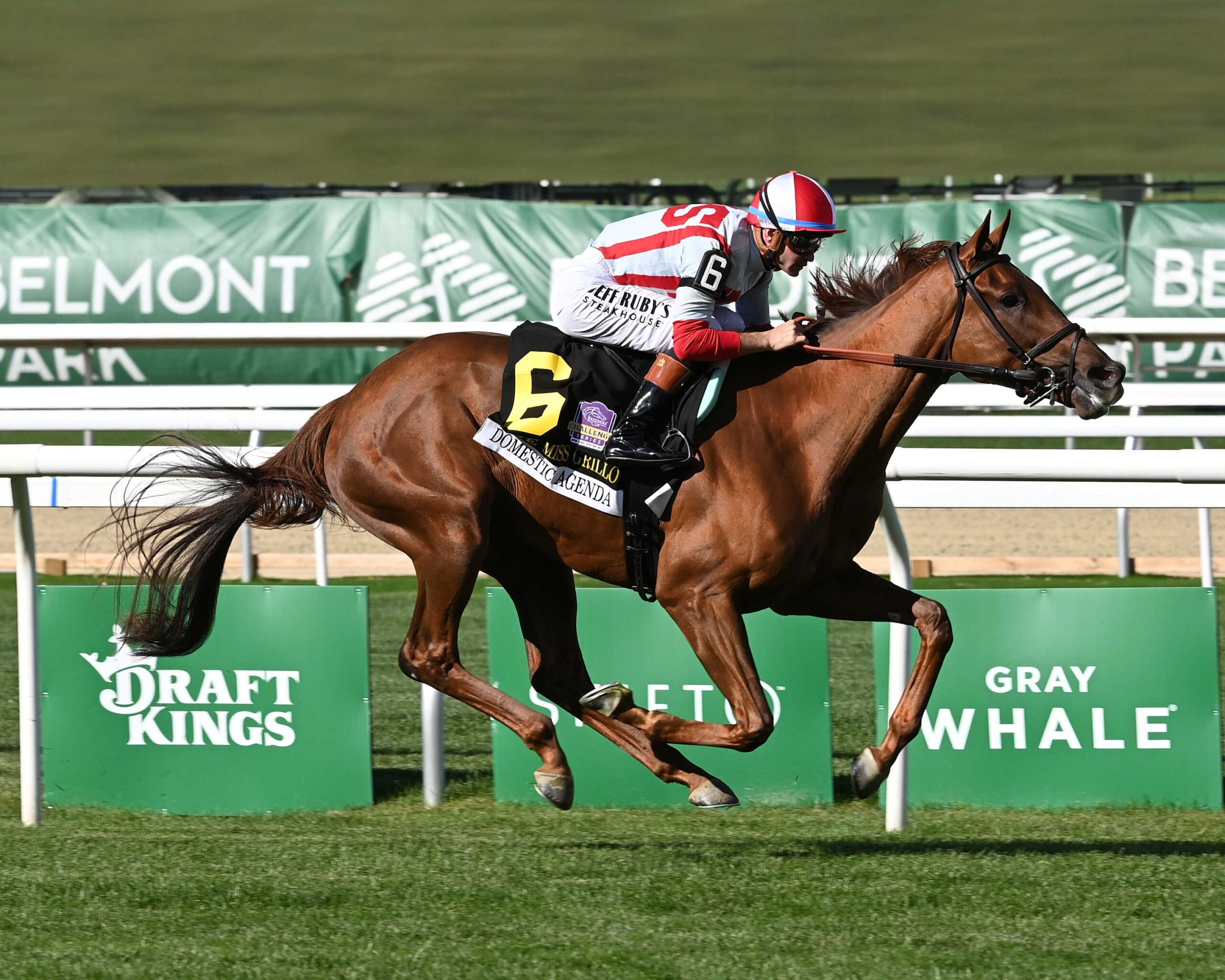 Domestic Agenda, Klaravich Stables, Miss Grillo Stakes, sábado, 3 de octubre de 2026, Belmont Park. Foto: Coglaniese Photo & Chelsea Durand