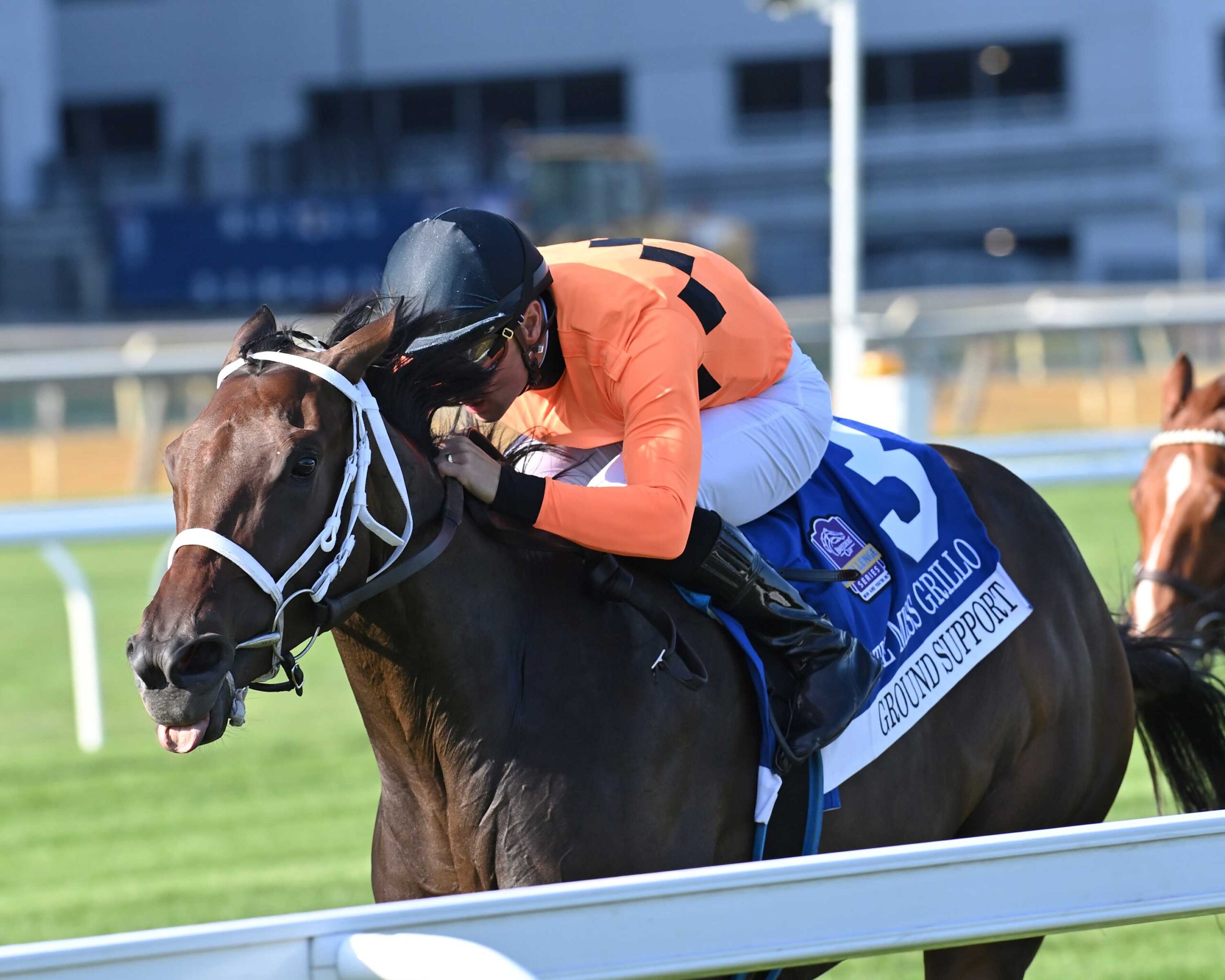 Ground Support, horse, Army Mule, Miss Grillo Stakes, sábado, 4 de octubre de 2025, Belmont At The Big A. Foto: Coglaniese Photo & Chelsea Durand