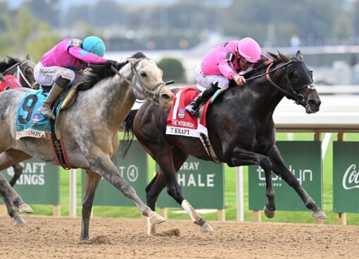 T Kraf, horses, Connect, Vosburgh Stakes, jueves, 1 de octubre de 2026, Belmont Park. Foto: Coglaniese Photo & Chelsea Durand